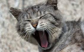 If what you're asking is 'will a honey roasted peanut grow into a peanut plant if i plant it,' i'm afraid the answer is no. 4 Reasons Why Cats Can Eat Honey And 3 Reasons Why Not