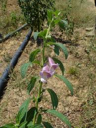 Image result for Sesamum radiatum