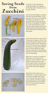 Second, fertilize and water well. Zucchini Abundance Seed Savers Exchange Blog Edible Garden Seed Saving Garden Seeds