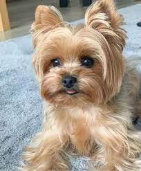 How cute is he 🥰 Tag 🏷 your friends ❤️ Follow @yorkshire_gram Follow  @yorkshire_gram ➖ Turn