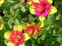 Moss Rose Portulaca Grandiflora Richard Lyons Nursery Inc Portulaca Grandiflora Summer Blooming Flowers Rose Seeds