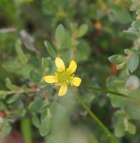 Image result for Ranunculaceae