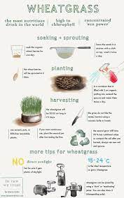 Wheatgrass Infographic How To Grow Wheatgrass I In Raw We Trust Blog Hair Fall Remedy Hair Fall Control Tips Hair Fall Control
