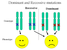 Someone or something that is dominant is more powerful , successful , influential , or. What Is Are The Fastest Methods To Select Homozygous Transformants