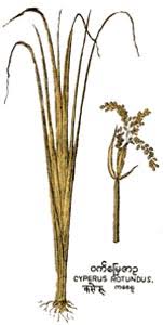 Image result for Pycreus macrostachyus