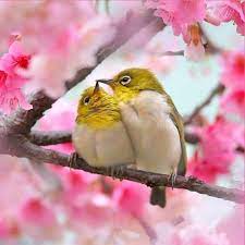 spring love wonder of wings wonderofwings instagram photos and videos cute birds beautiful birds pretty birds
