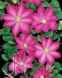 Divided into 3 groups these lists, linked below, are maintained by a team of rhs staff and are reviewed annually. Clematis Pink Champagne From Growing Colors Clematis Clematis Varieties Flowering Vines