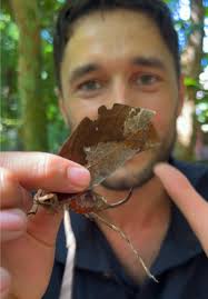 One of the most incredible camouflages in the world has a colorful surprise  at the end! #nature #viral #wow #edutok