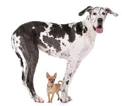 Best Dog Food For Great Danes Why You Should Be Careful