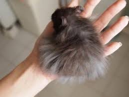 Syrian Hamster Long Hair Google Search Syrian Hamster Long Haired Hamster Hamsters As Pets