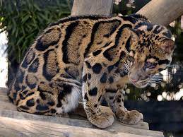 Rm500 seekor, jantan dan betina 5 bulan, jinak. Info Mengenai Kucing Hutan Malaysia Dennis G Zill