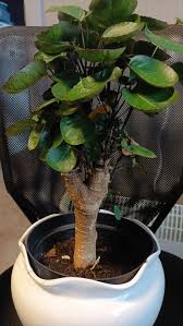 Image result for Polyscias