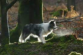 The Stare And The Stalk Border Collie Border Collie Blue Merle Border Collie Collie