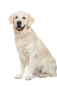 Golden Retriever 2 Years In Front Of A White Background Goldenretriever Labrador Retriever Golden Retriever Retriever