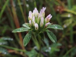 Image result for Trifolium spumosum