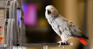 Top 5 pet birds for beginners in hindi. The Top 10 Best Pet Birds Parakeets Cockatiels And More