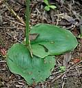 Image result for Habenaria tentaculigera