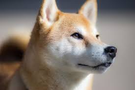 Shiba inu is currently trading on 6 exchanges, with a 24hr. Shiba Inu Temperament Fearless Online