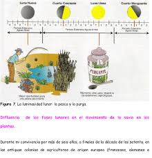 Puedes conseguir el libro la ladrona de la luna epub, pdf o audiolibro de las siguientes tiendas o leer el primer capítulo gratis desde somoslibros o google drive. El Libro De La Luna Para Descargar Gratis