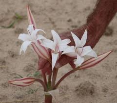 Image result for Crinum crassicaule