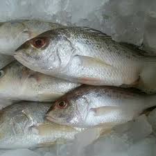 Sambil diaduk, jika sudah agak mengental masukkan garam dan merica secukupnya sesuai selera. Jual Ikan Kakap Putih Kab Tangerang Rio Olshop Tokopedia