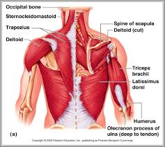 Find the best weight lifting exercises that target each muscle or groups of muscles. Upper Back Muscle Anatomy Graph Diagram