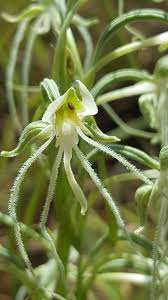Image result for Habenaria chirensis
