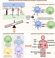 Image result for Immune Checkpoint Inhibitor