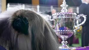 Gail miller bisher, westminster kennel club director of communications, said wasabi had an impressive pedigree. 9cin2a8gdjacom