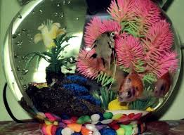 Bl komplit filter aquarium bulat toples 1 mini filter 1 q3 1m selang. Aquarium Toples Jepret Ceritakan Bagikan