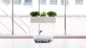Check spelling or type a new query. This Stress Free Fish Tank Lets Plants Do The Cleaning Wired