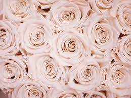 Use the same mix of flowers in a flower arch, . Rose Gold Wallpapers Free Hd Download 500 Hq Unsplash