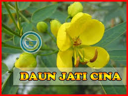 Maybe you would like to learn more about one of these? Teh Daun Jati Cina Boleh Untuk Ibu Hamil Pelangsing Alami