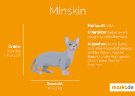 Cat fancier paul mcsorley wanted to create a cat with points of fur minskins are engaging and affectionate. Minskin Im Rasseportrait Markt De