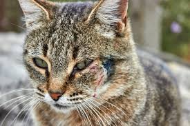 Image result for Feline Miliary Dermatitis
