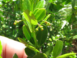 Image result for Crossopetalum