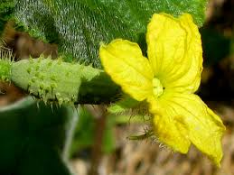 Image result for female flowers cucumber
