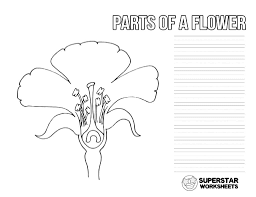 What is the purpose of the anther and ovule? Parts Of A Flower Worksheets Superstar Worksheets