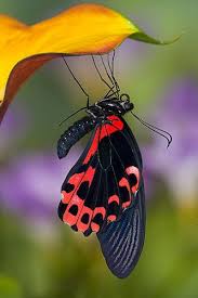 Darrel Gulin Photography Gallery Butterflies Iii De Oruga A Mariposa Animales Polilla