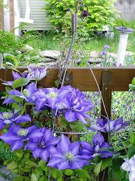 Take out a good sized hole: How To Grow Clematis Vines In Containers Minerva S Garden Blog