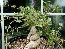 Check spelling or type a new query. Fockea Edulis Hottentot Bread World Of Succulents