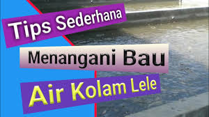 Cara Ampuh Mengatasi Air Kolam Lele Bau Pembersihan Kolam Lele 3 Youtube