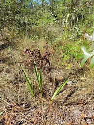 Image result for Orthochilus