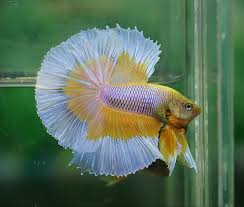 Purple Gas Butterfly Betta Halfmoon Betta Betta Fish