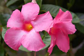 Dipladenia plants are slightly more shrubby in appearance, with smaller leaves that are a deep glossy green. My Mandevilla Plant Does Not Bloom Fixes For A Mandevilla Not Flowering