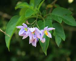 Image result for Solanum seaforthianum