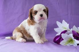 I am located on the western slope of colorado. Cavalier King Charles Spaniel Puppy For Sale In Cuyahoga Falls Oh Adn 70175 King Charles Cavalier Spaniel Puppy Spaniel Puppies For Sale King Charles Spaniel