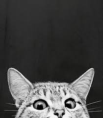 You Asleep Yet Photographic Print By Lauragraves In 2021 Sneaky Cat Cat Drawing Cat Art