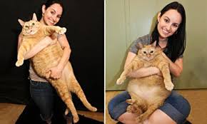 In fact, back then cats were worshiped and seen as signs of good luck, that's why there were so many statues of them amongst the pyramids. Fat Cat Named Sponge Bob Weighs 33 Pounds Daily Mail Online
