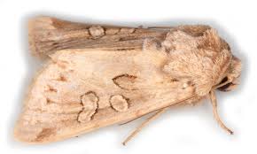 Image result for Hadena perplexa